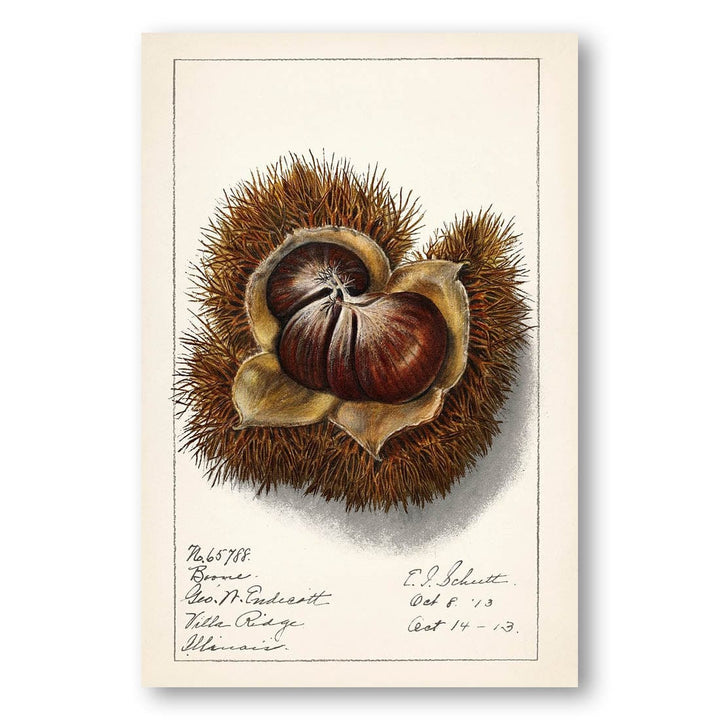 Chestnut by Ellen Isham Schutt Art Print