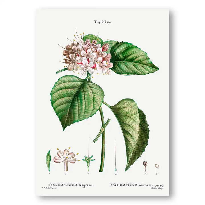 Chinese Glory Bower Botanical Flower Art Print