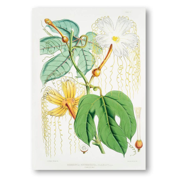 Chinese Lard Seed Female Plant by H. W. Art Print