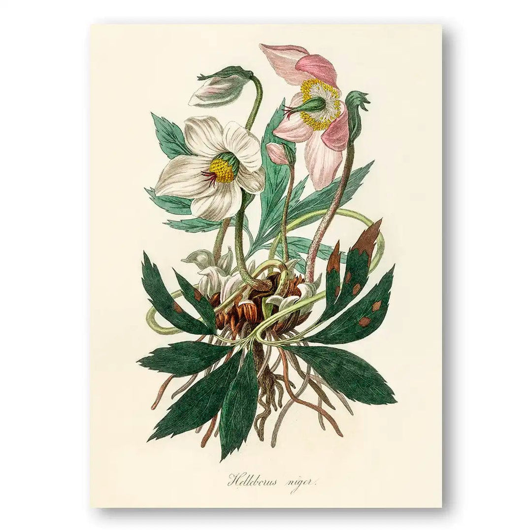 Christmas Rose Vintage Botanical Art Print