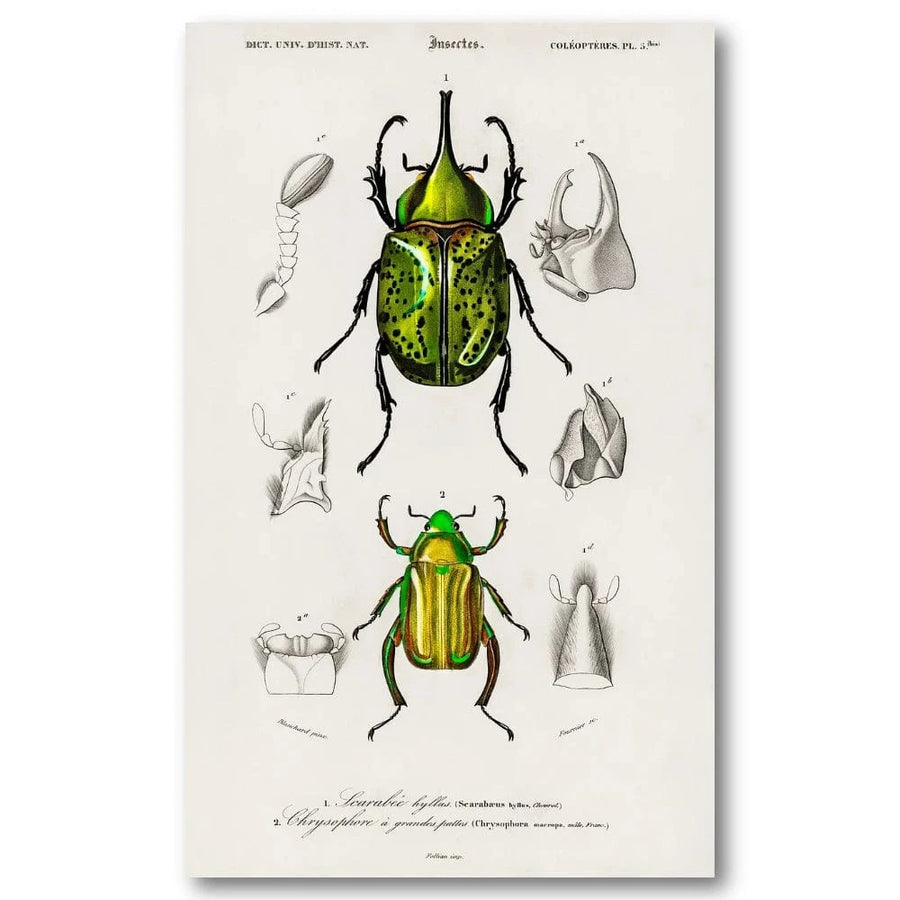 Beetles Illustrated by Dessalines Art Print