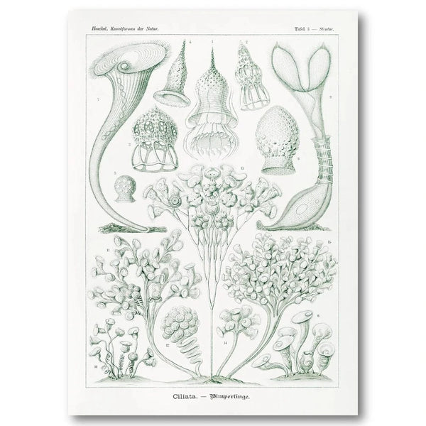 Ciliata Natural History Art Print