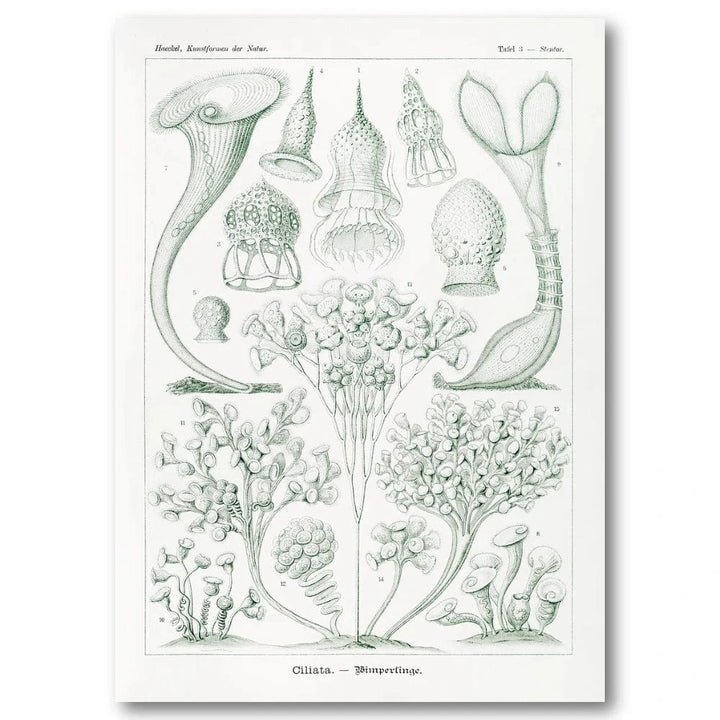 Ciliata Natural History Art Print