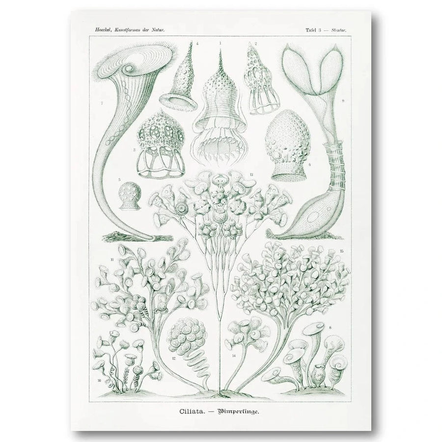 Ciliata Natural History Art Print