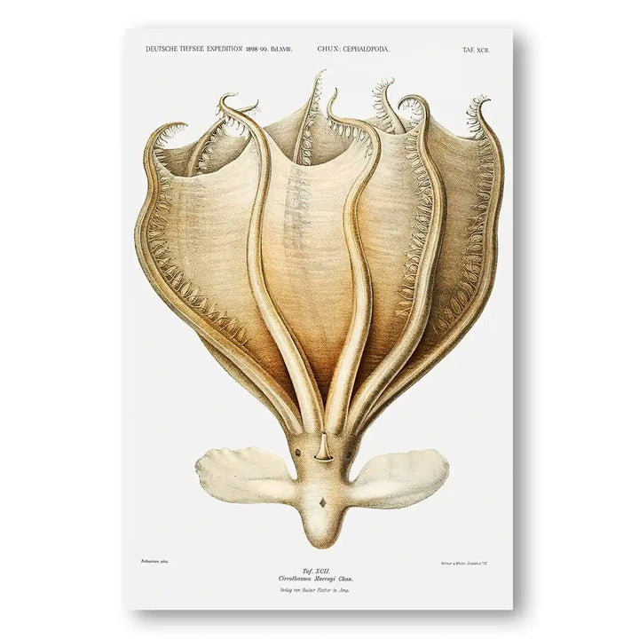 Cirrothauma Murrayi Octopus Art Print