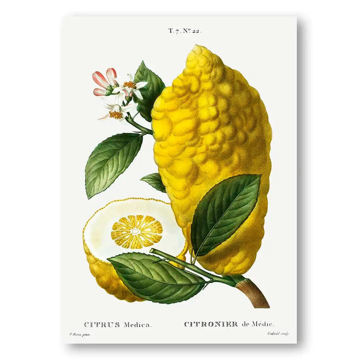 Citron Vintage Fruit Art Print