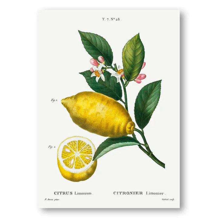 Citron 2 Vintage Fruit Art Print