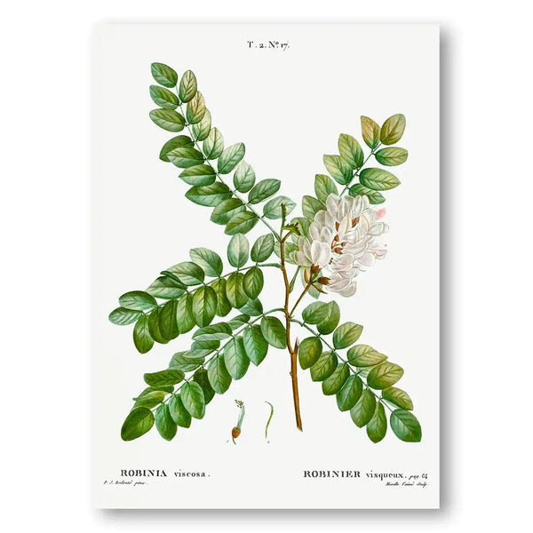 Clammy Locust Vintage Floral Art Print