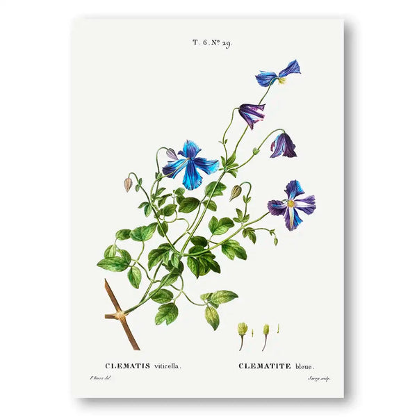 Clematis Viticella Vintage Floral Art Print