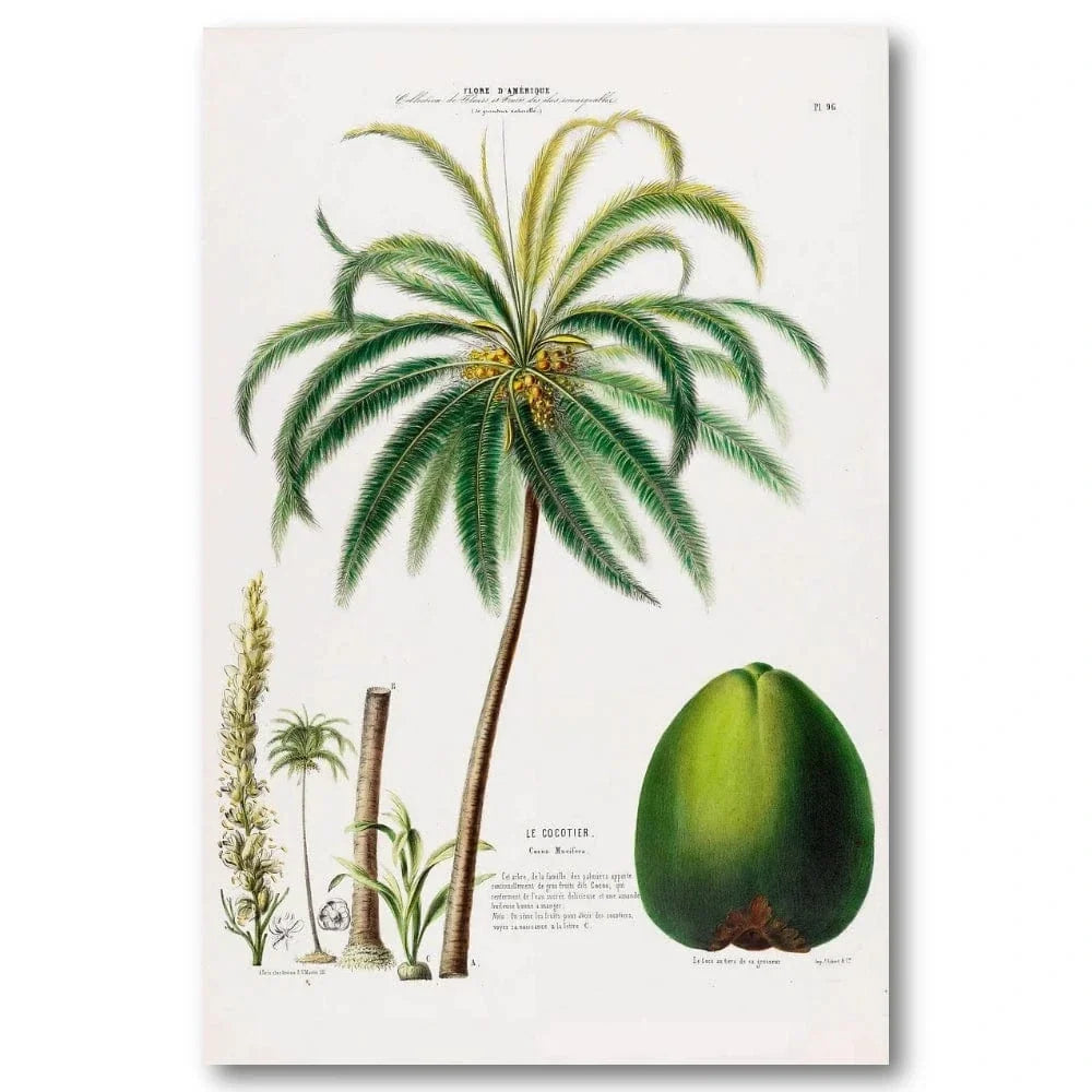 Coconut palm vintage print, one of the pair
