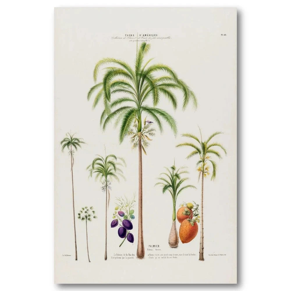 Coconut Tree Vintage Art Print