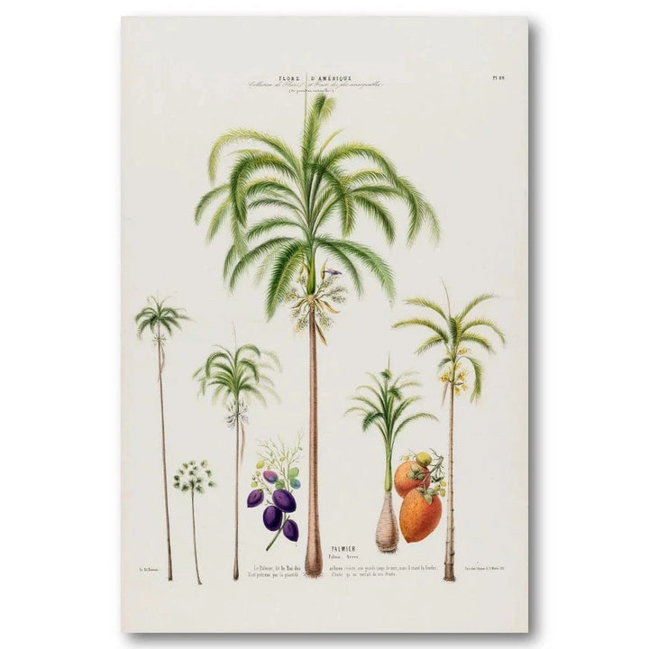 Coconut Tree Vintage Art Print