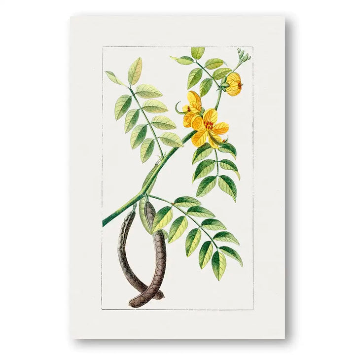 Coffee Senna Flower Vintage Art Print