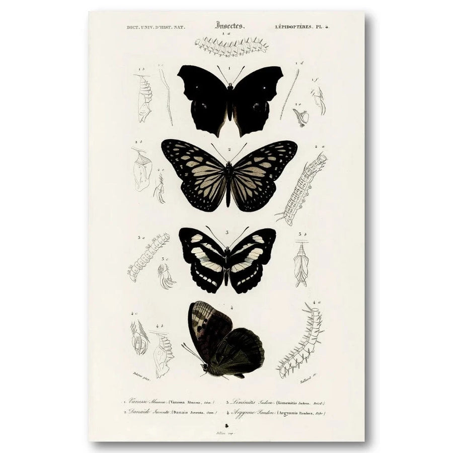 Butterflies by Charles Dessalines Four Specimen Studies Vertical Arrangement Art Print