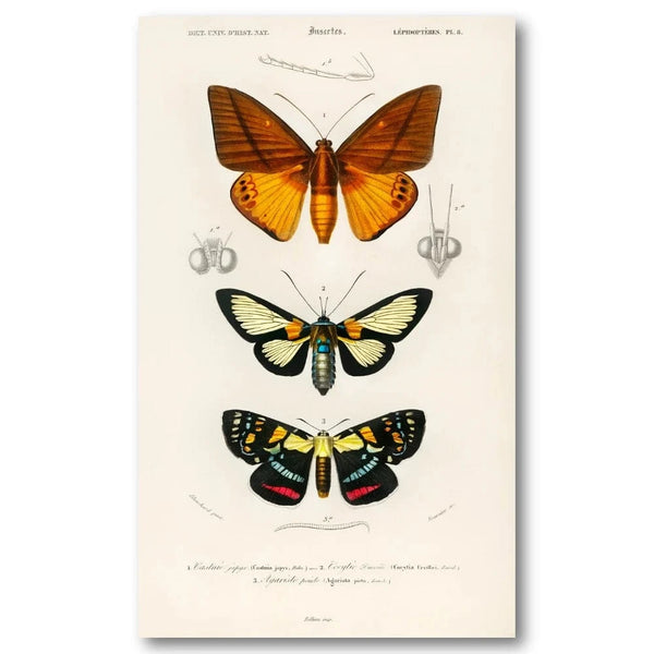 Illustrated Moths by D Orbigny Art Print