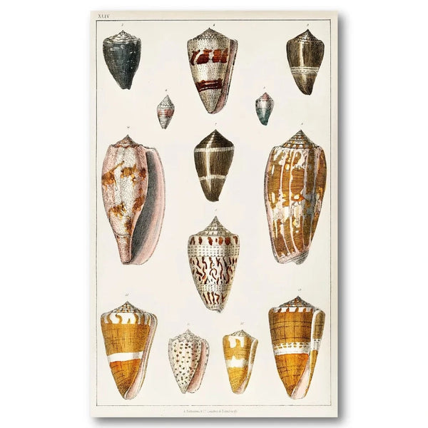 Collection of Shells 6 Vintage Art Print