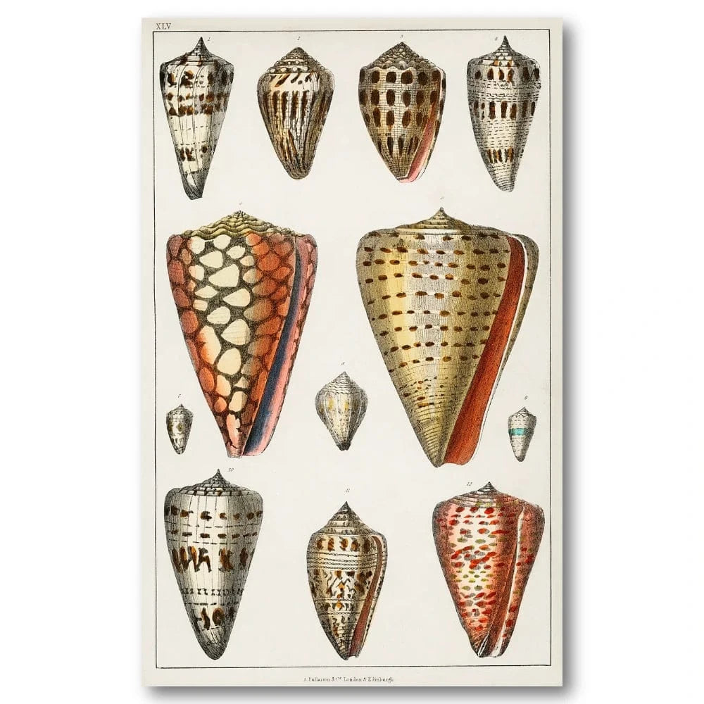 Collection of Shells 5 Art Print – Stone and Gray