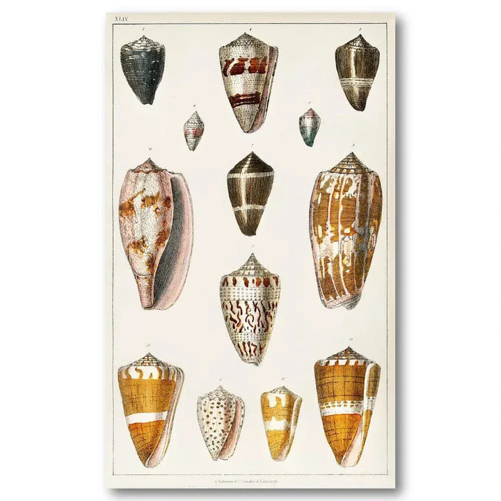 Collection of Shells 6 Vintage Art Print