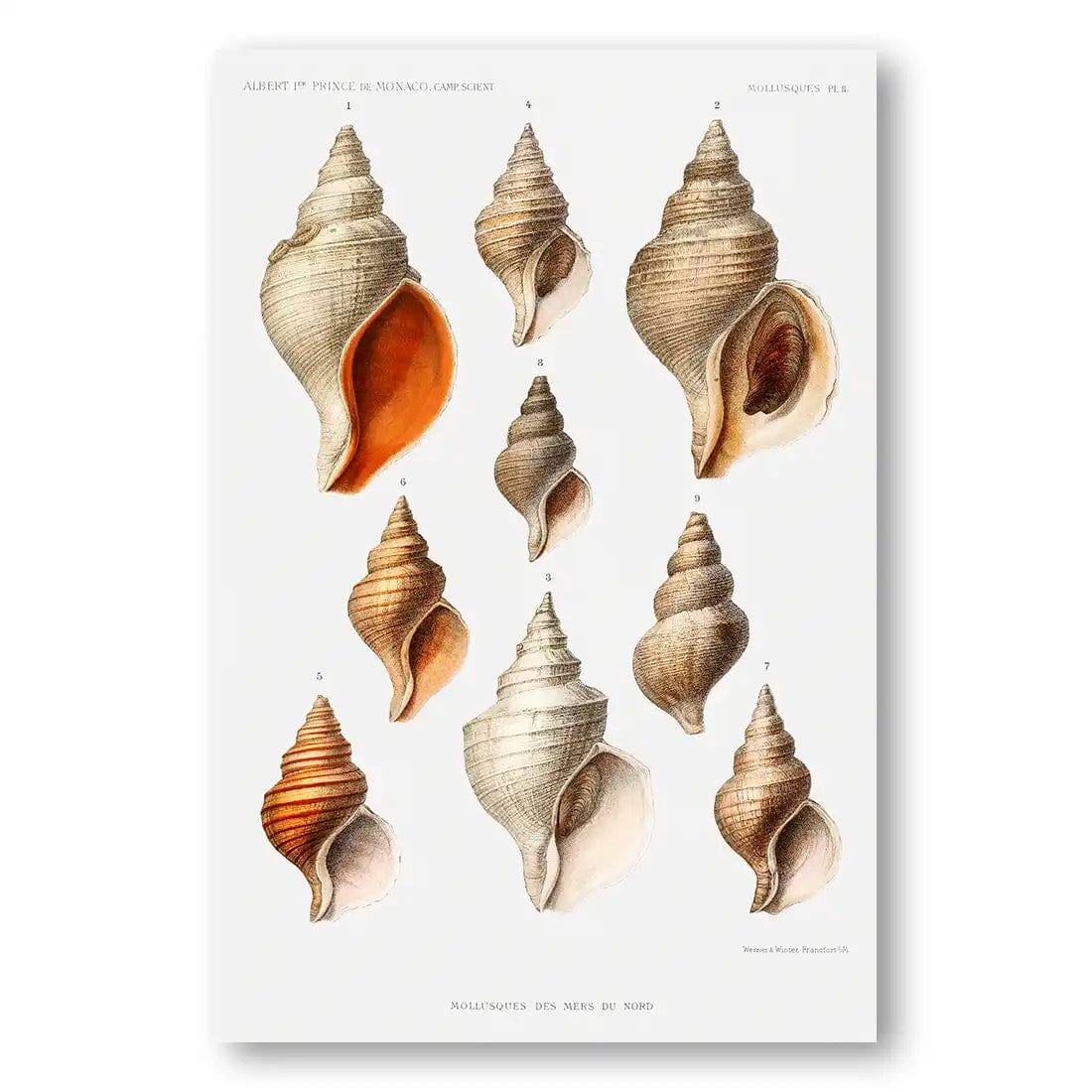Print Lab Shells Collection of Shells 1 Vintage Art Print – Stone and Gray
