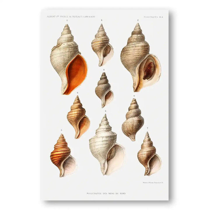 Collection of Shells 1 Vintage Art Print