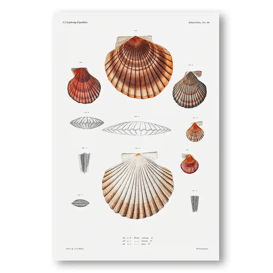 Retro Shell Pages Vintage Shells & Coral Wall Art Prints – Stone and Gray