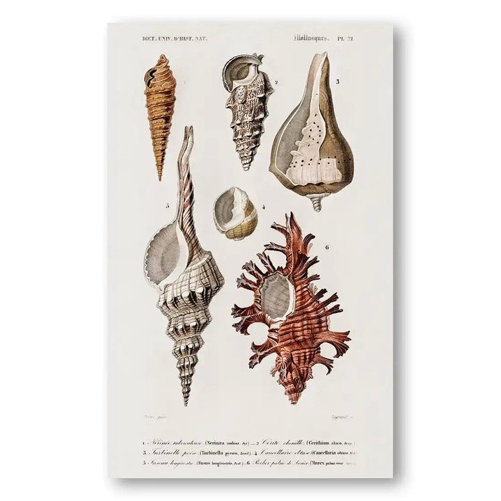 Collection of Shells 3 Vintage Art Print