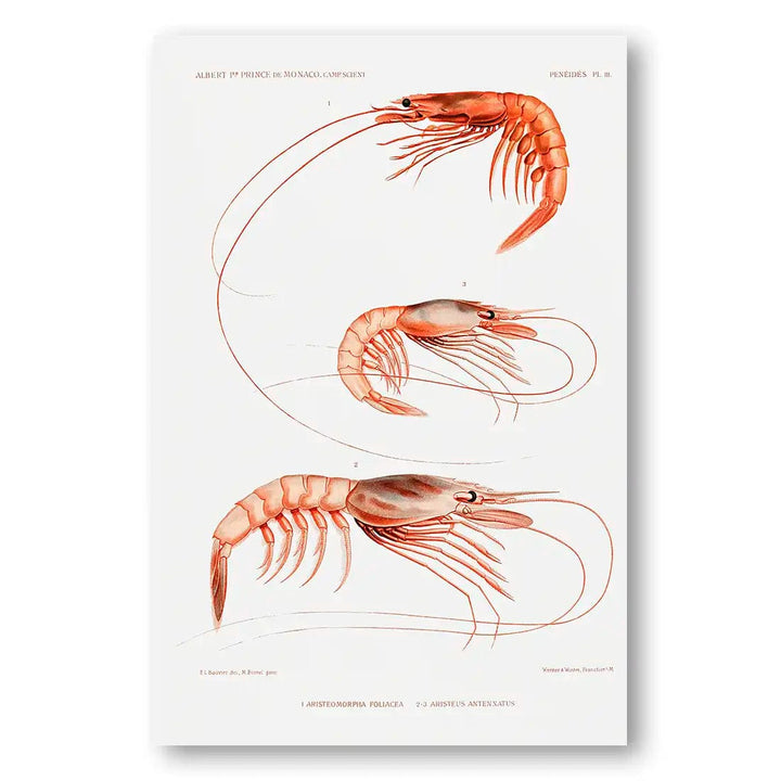 Collection of Shrimp 1 Vintage Art Print