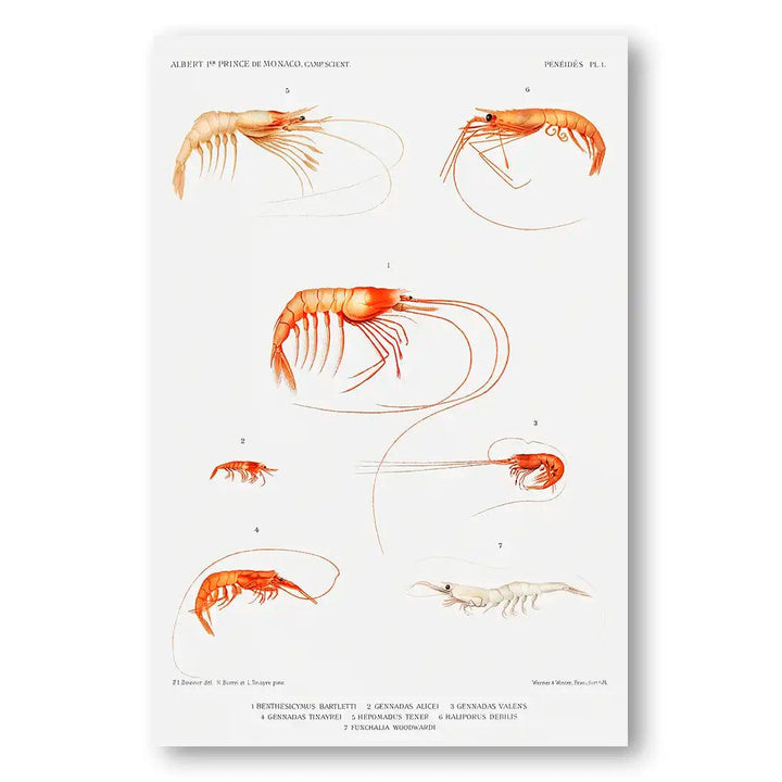 Collection of Shrimp 2 Vintage Art Print