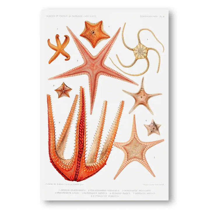 Collection of Starfish 1 Art Print