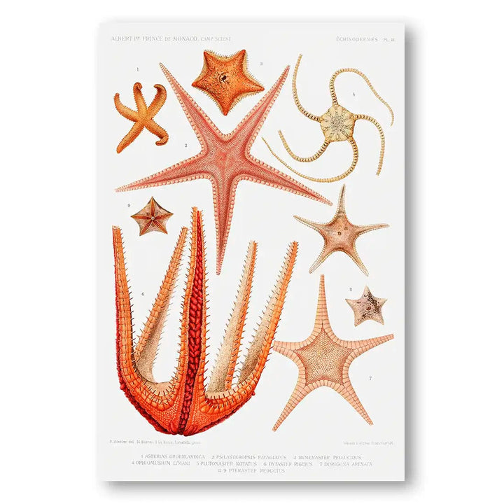 Collection of Starfish 1 Vintage Art Print