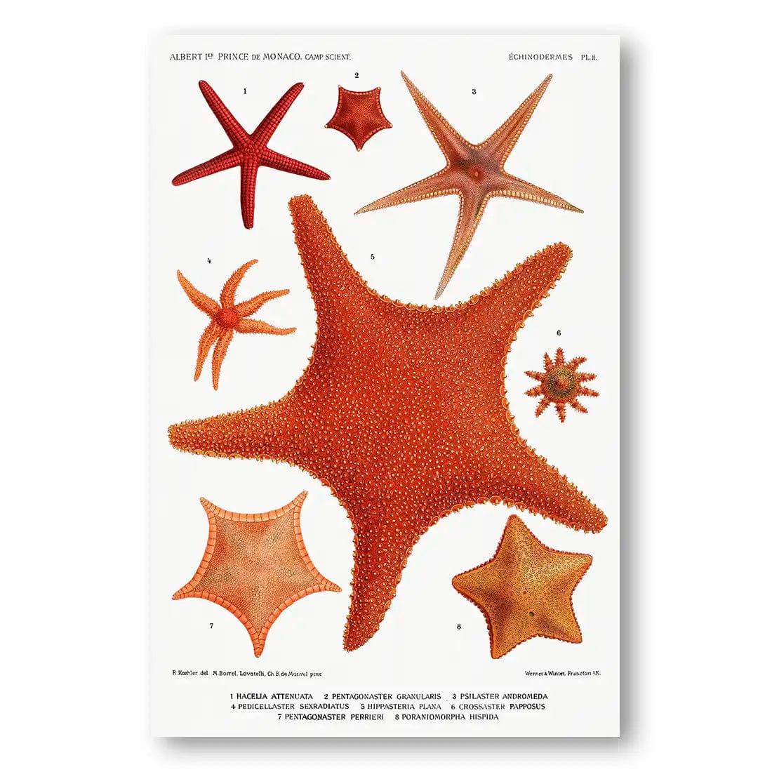 Collection of Starfish 2 Vintage Art Print – Stone and Gray