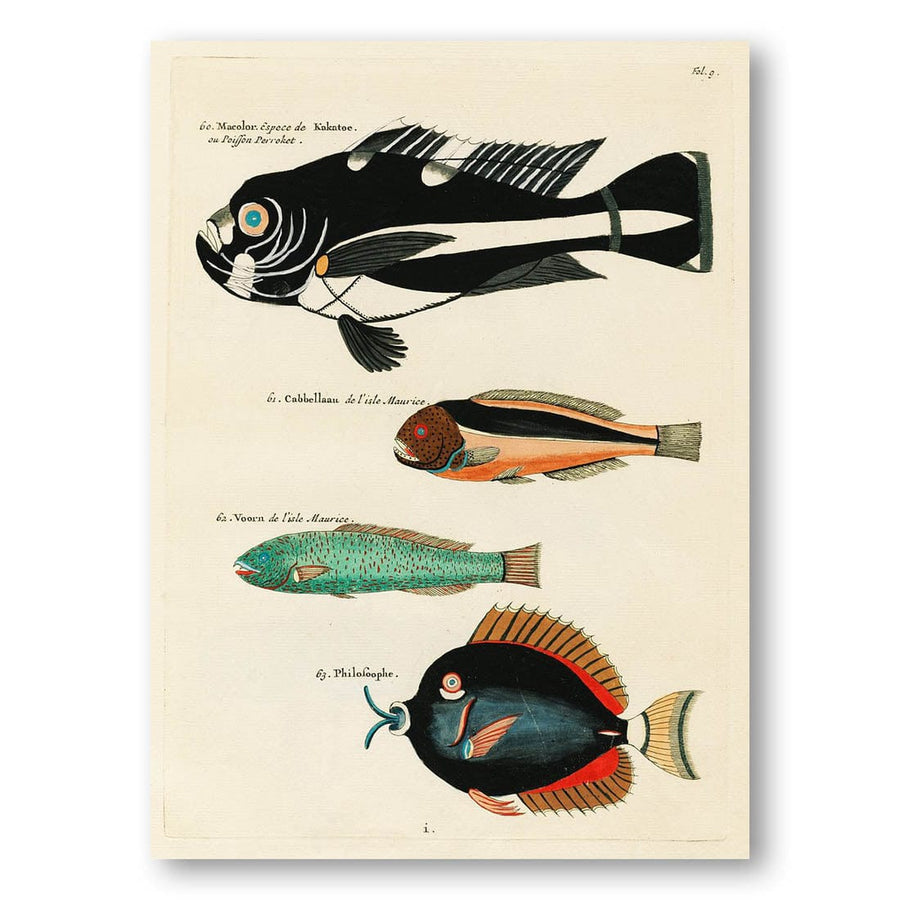 Colourful and Surreal Illustrations of Fishes by Louis Renard Four Deep-Sea Fish Species Art Print