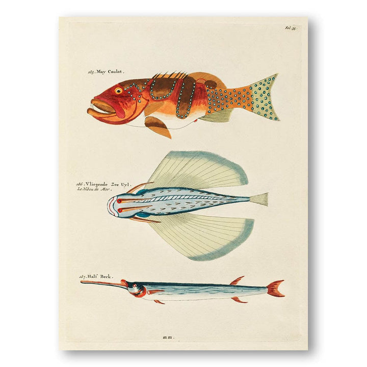 Colourful and Surreal Illustrations of Fishes from the Moluccas and the East Indies by Louis Renard Art Print