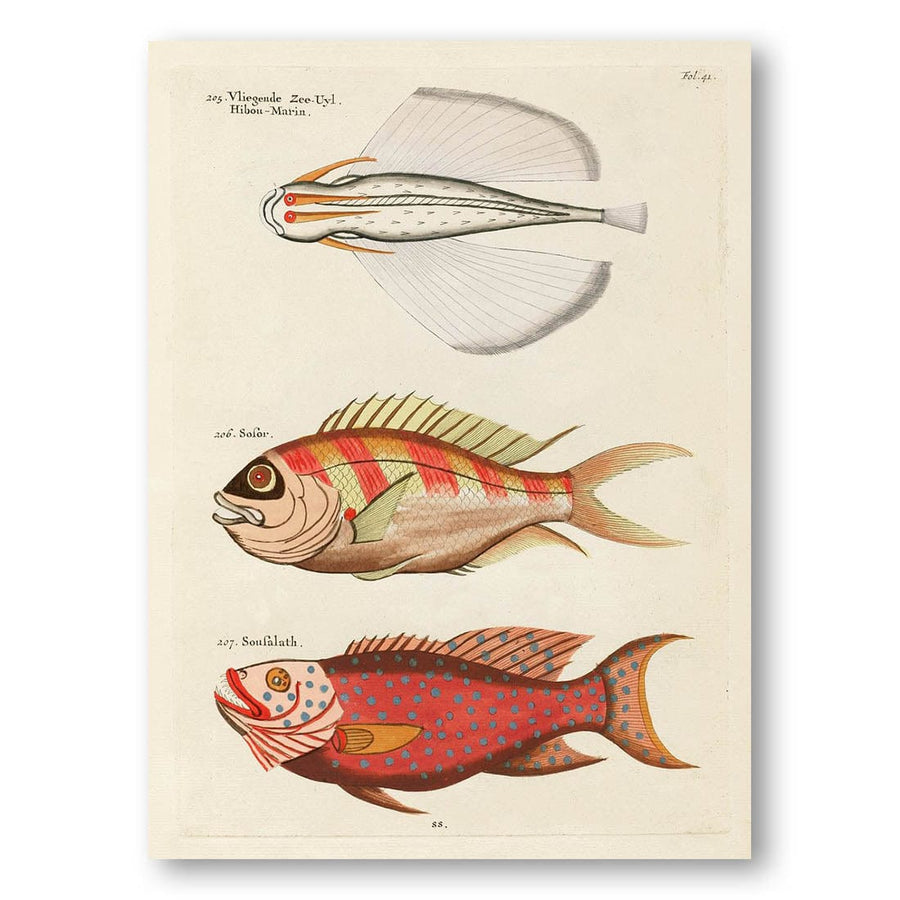 Colourful and Surreal Illustrations of Fishes by Louis Renard Red Fish With Spined Dorsal Art Print