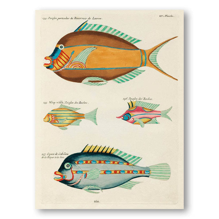 Colourful and Surreal Illustrations of Fishes from Moluccas and the East Indies by Louis Renard Art Print