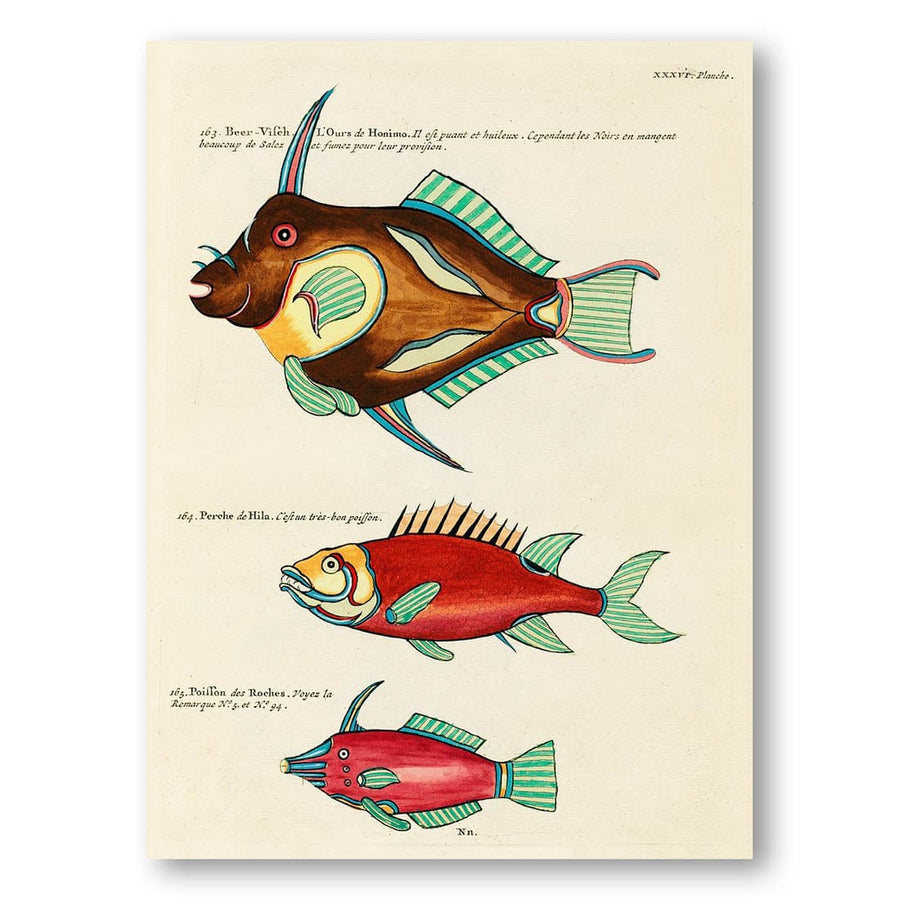 Colourful and Surreal Illustrations of Fishes by Louis Renard Brown Horned Fish With Striped Fins Art Print