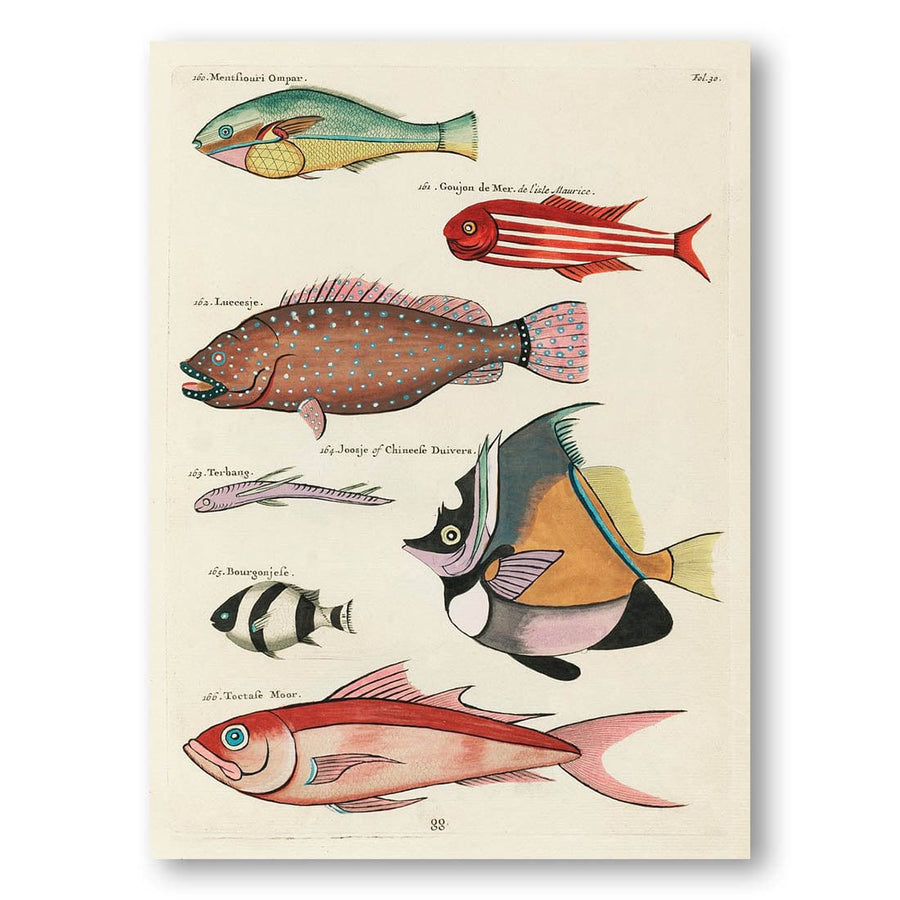 Colourful Illustrations of Fishes by Louis Renard Art Print