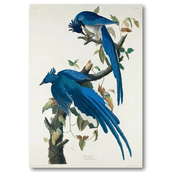 Columbia Jay Audubon Art Print