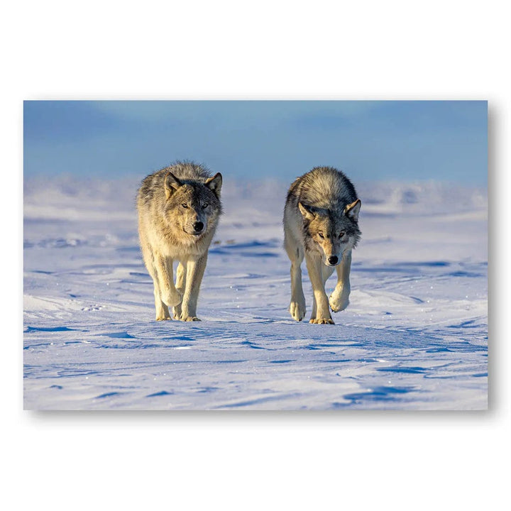 Winter Wolves Coming Photo Print