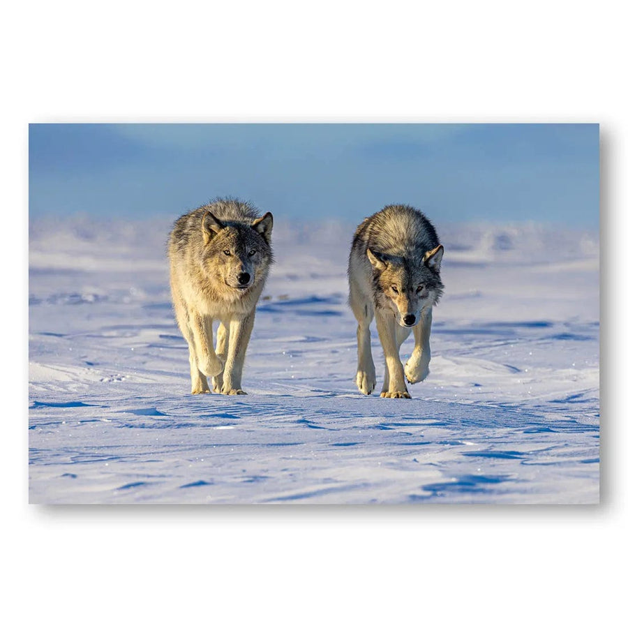 Winter Wolves Coming Photo Print