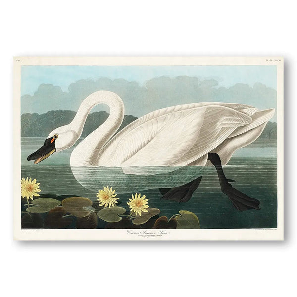 Common American Swan by John James Audubon Vintage Art Print