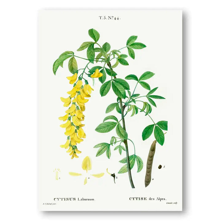 Common Laburnum Vintage Flower Art Print