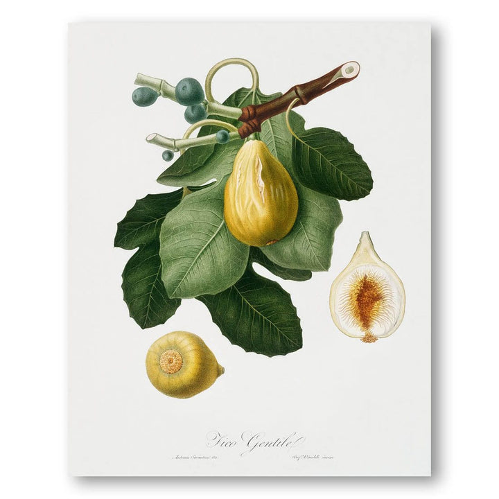 Common Fig by Giorgio Gallesio Art Print