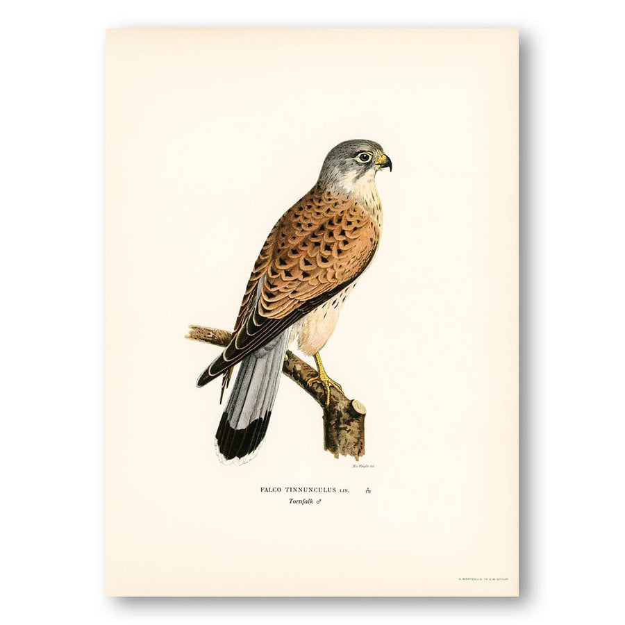 Common Kestrel by von Wright Art Print