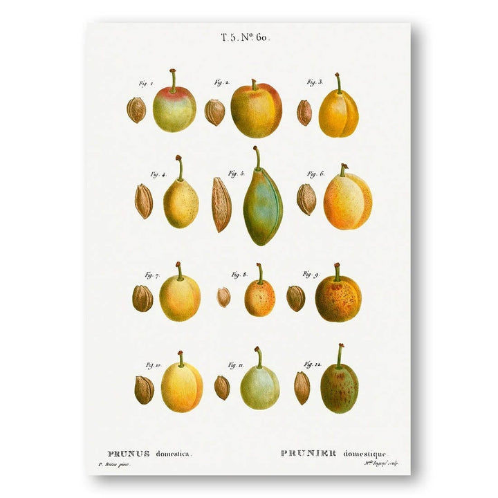 Common Plums by Pierre-Joseph Redouté Art Print