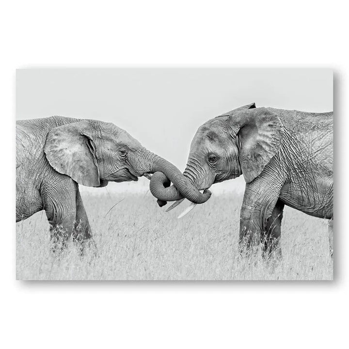 Elephant Duel Photo Print