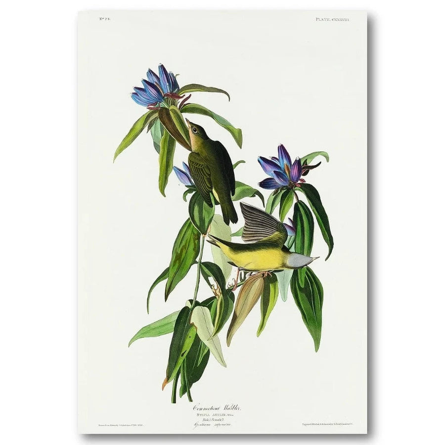 Connecticut Warbler Audubon Art Print