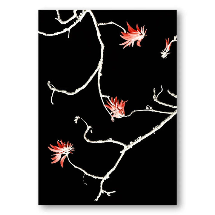 Coral Tree Blossoming Photo Print