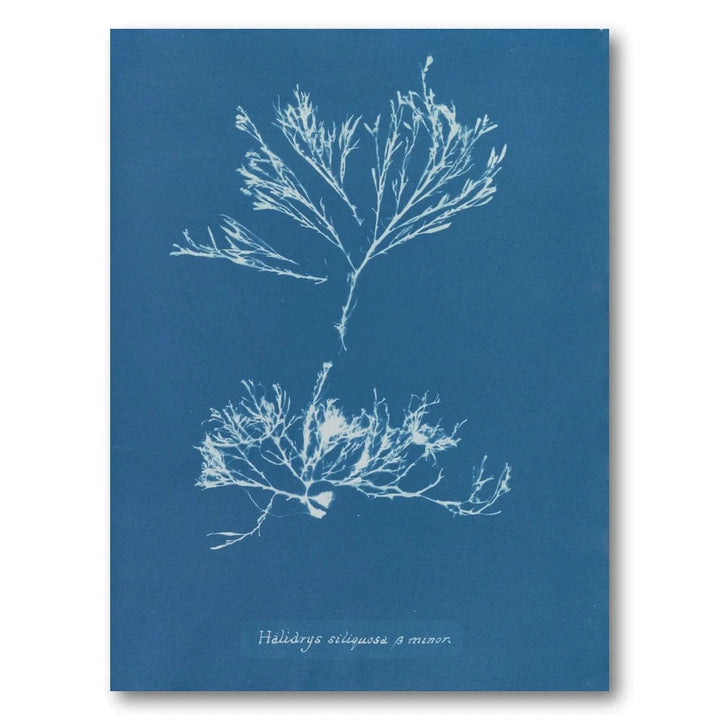 Vintage Blue Coral 6 Art Print