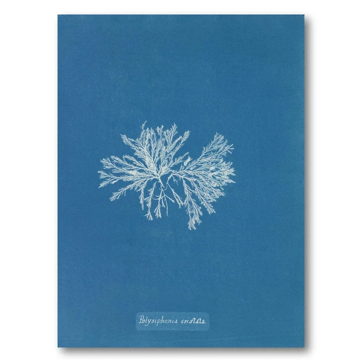 Vintage Blue Coral 4 Art Print